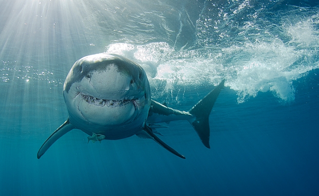 Смъртоносна атака на акула в САЩ