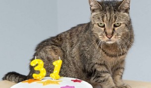 Котка "чукна" 31 години, все още е в прекрасно здраве