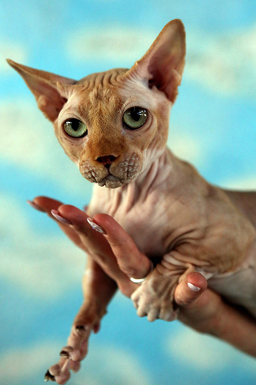 Бамбино е сравнително нова и рядко срещана порода котки. Получена е през 2005 г. в САЩ при кръстосването на късокракия мънчкин и неокосмения сфинкс. В превод от италиански името на  породата означава "бебе“.