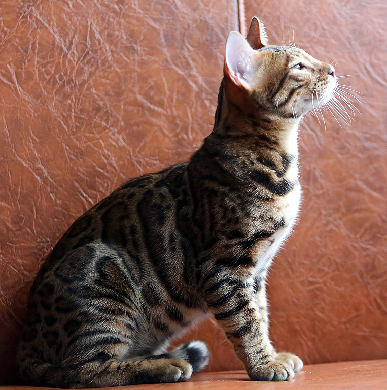 Бенгалската котка е порода домашна котка, хибрид между домашните представители на вида котка и дивата бенгалска котка.
