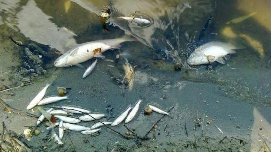 Откриха мъртва риба в река Чепеларска в Пловдивско
