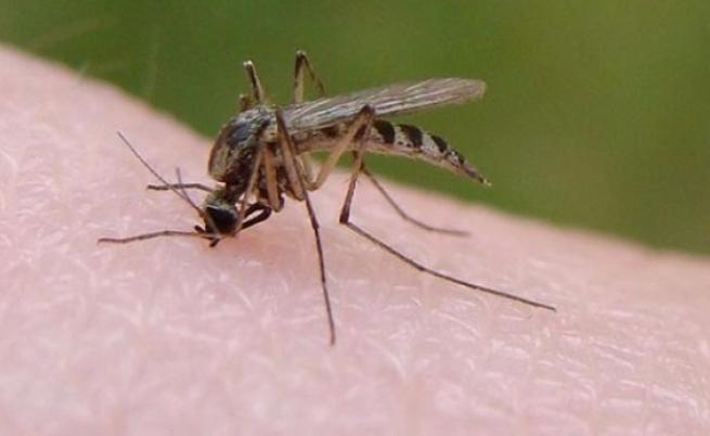 Зараза, пренасяна от комарите, заплашва България