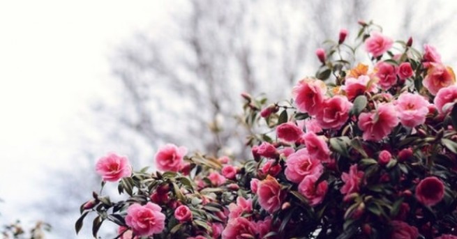 На 4 август почитаме паметта на млади християни Те смело