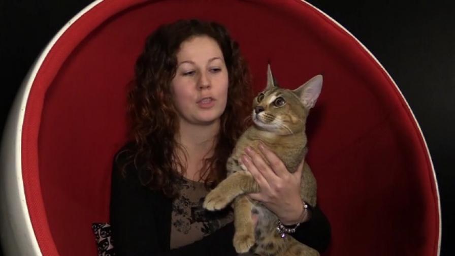 Най-рядката и скъпа котка в света - представяме ви Демо Мур