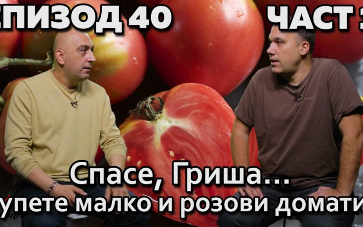 Спасе, Гриша – купете малко и розови домати!
