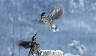 Подгответе се за зима: Обилни валежи от сняг през уикенда