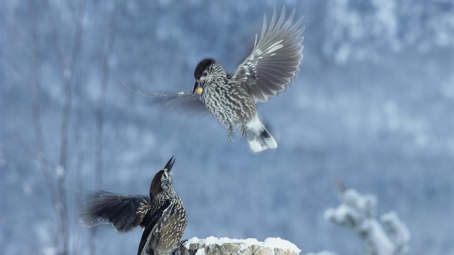 Подгответе се за зима: Обилни валежи от сняг през уикенда