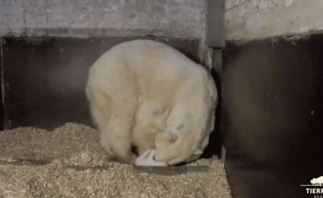 Първите стъпки на полярно мече (видео)
