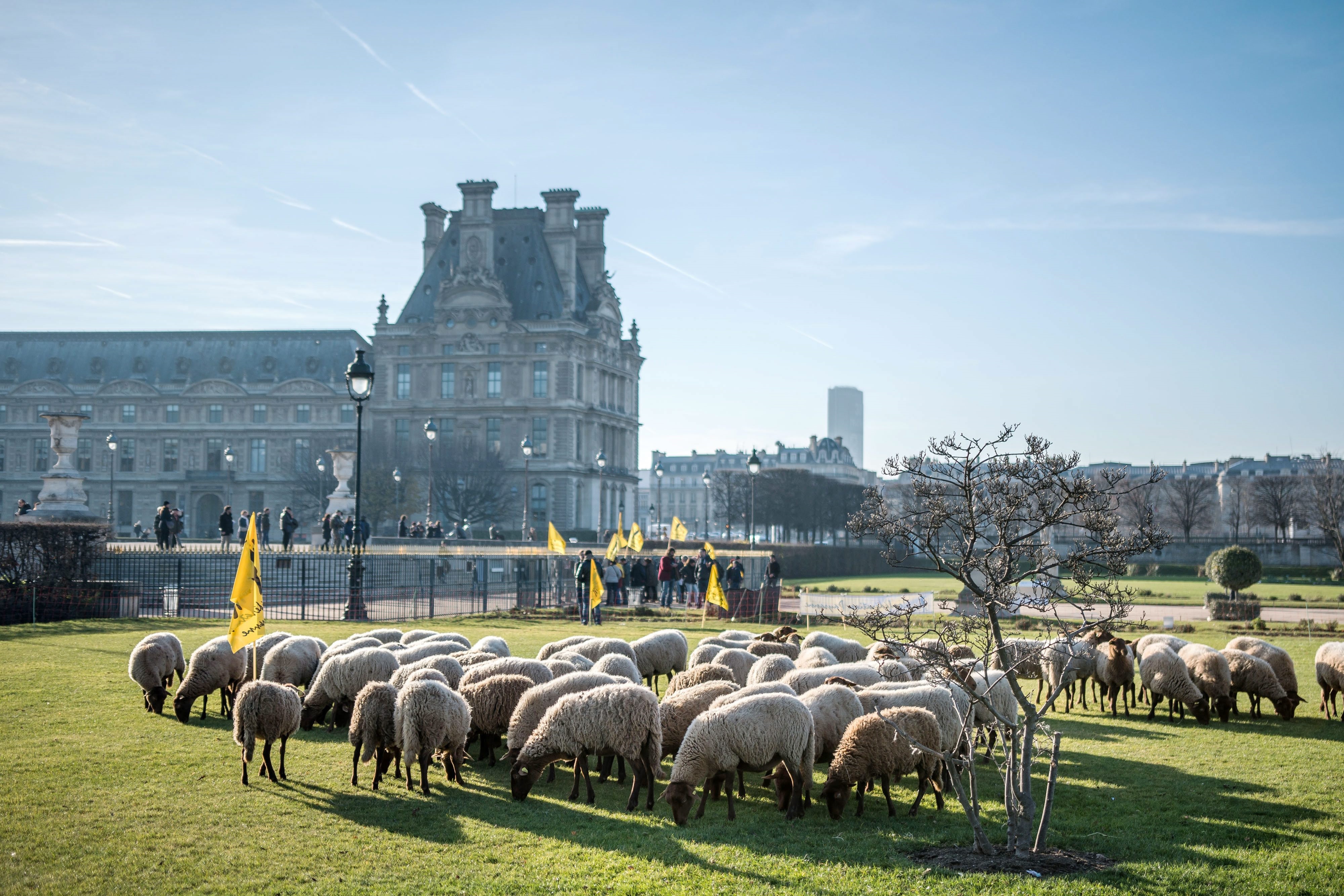 Френски фермери излязоха на протест в центъра на Париж с животните си. Част от овцете дори опасаха една от най-известните градини в града "Тюйлери", намиращa се точно до Лувъра.
