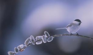 Обрат с времето - дъжд и сняг на Разпети петък