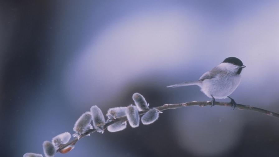 Обрат с времето - дъжд и сняг на Разпети петък