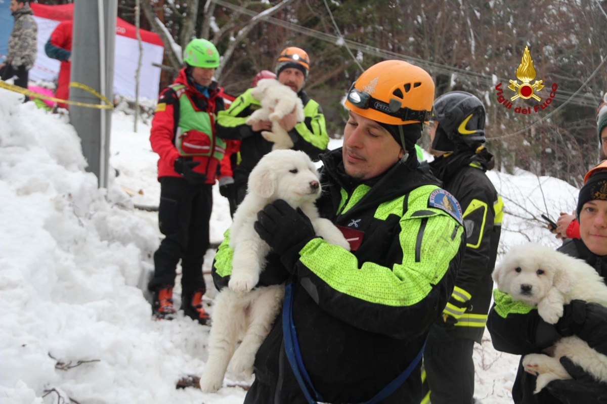 Спасителите извадиха живи три малки кученца от италианския хотел, който беше зарупан от лавина иналата седмица