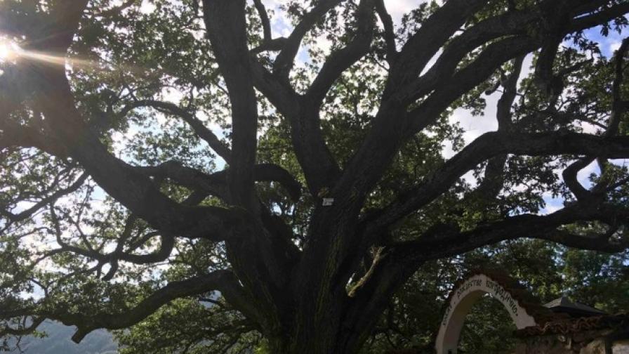 Шествековният дъб, кандидатстващ за европейско дърво на 2017 - пазител на с. Насалевци