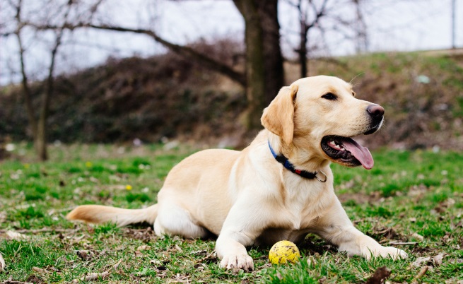 Лабрадор роди зелено кученце (видео)