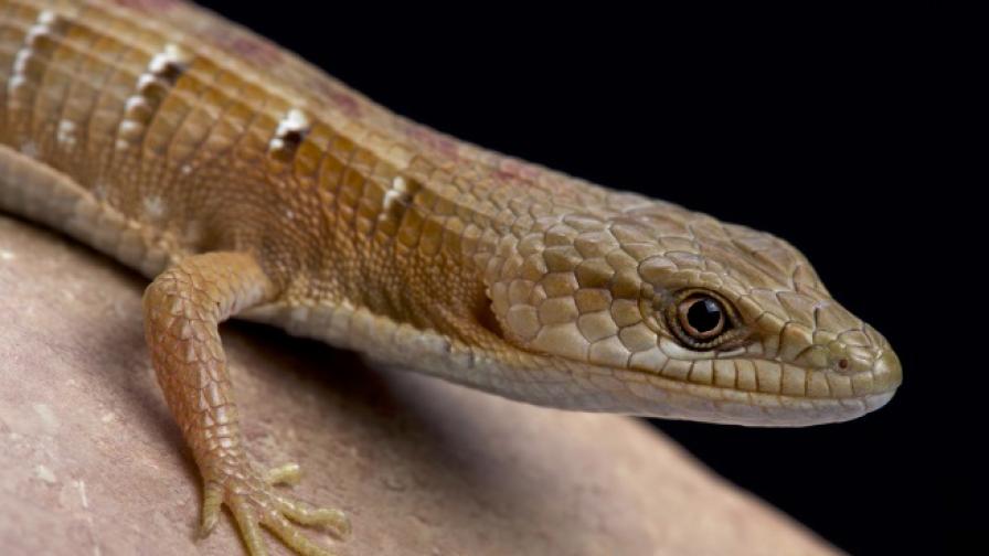 Нов вид гущер гекон бе открит на остров Мадагаскар