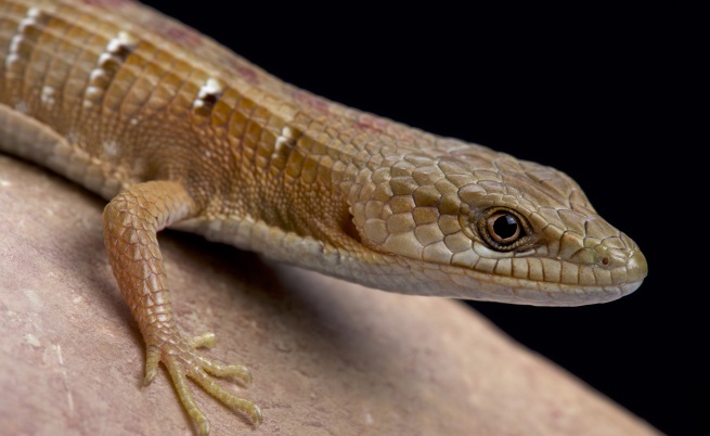 Нов вид гущер гекон бе открит на остров Мадагаскар