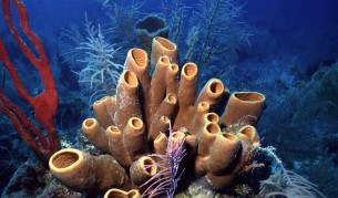 Ето кой e преживял апокалипсис и пак би оцелял