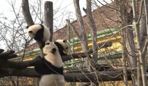 Бебета панди за първи път видяха светлината