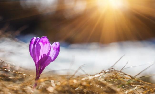 Пролетна събота, живакът удря до 18 градуса