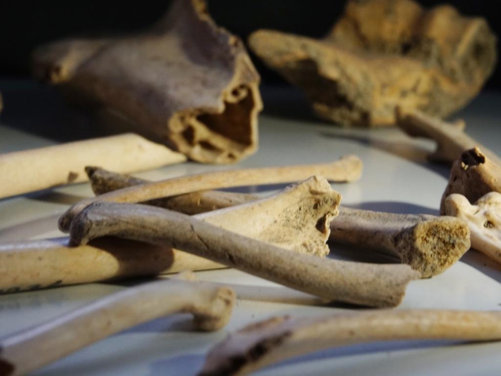 Палеоантрополози са открили 9000 годишни останки в Югоизточен Вашингтон Останките принадлежат
