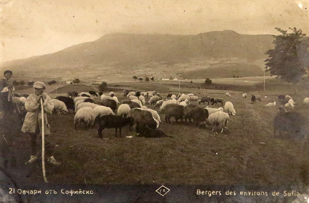 Овчари от софийско