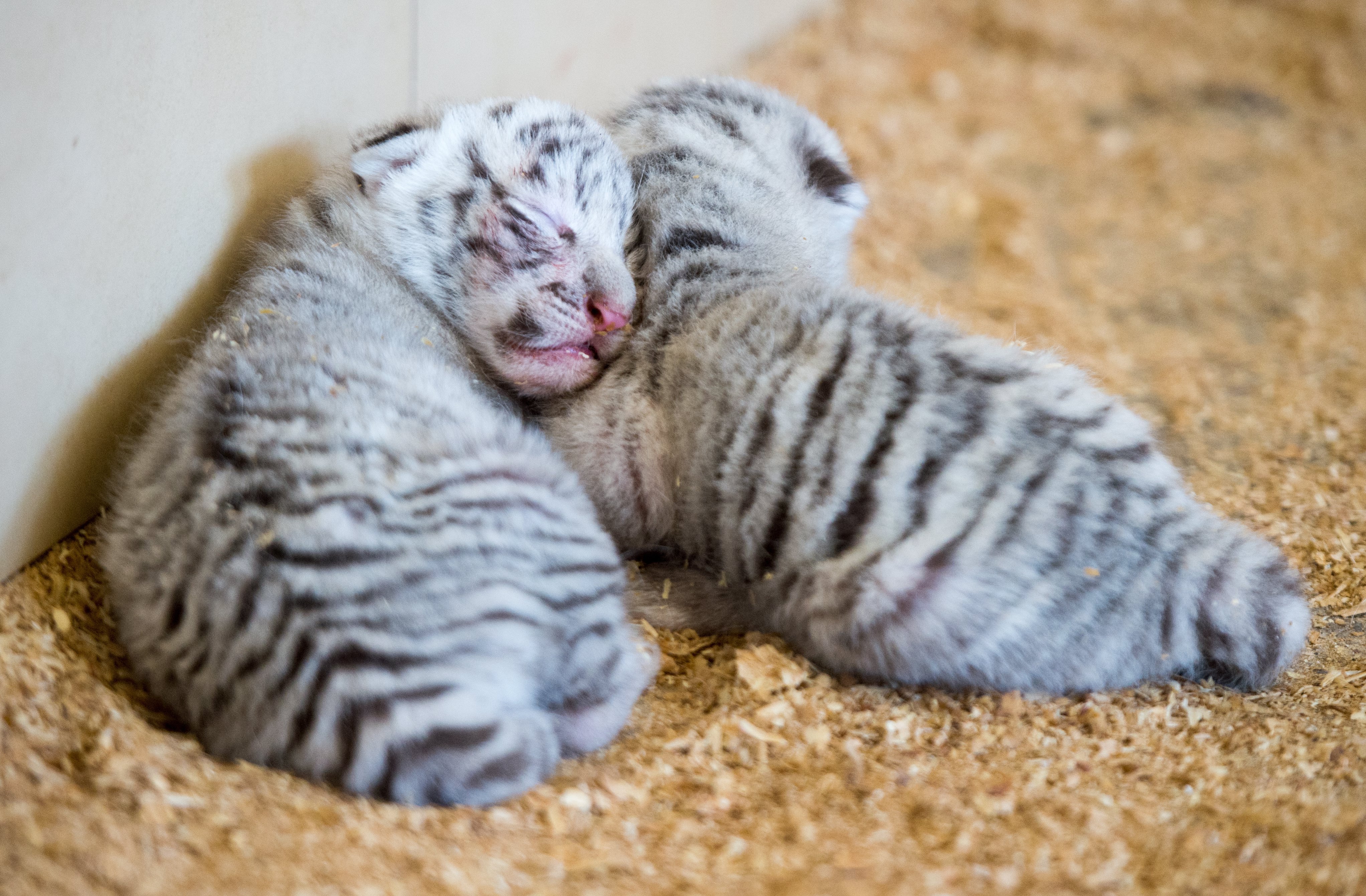 Австрийска зоологическа градина представи новородените си четири бели тигърчета - Фалко, Тото, Миа и Мауци, съобщи Ройтерс. Бялата зоологическа градина е на 150 км от Виена. Тя е популярна туристическа дестинация. Тигърчетата са се родили на 22 март. Те ще останат с майка си една година, а след това ще бъдат дарени на други зоологически градини.