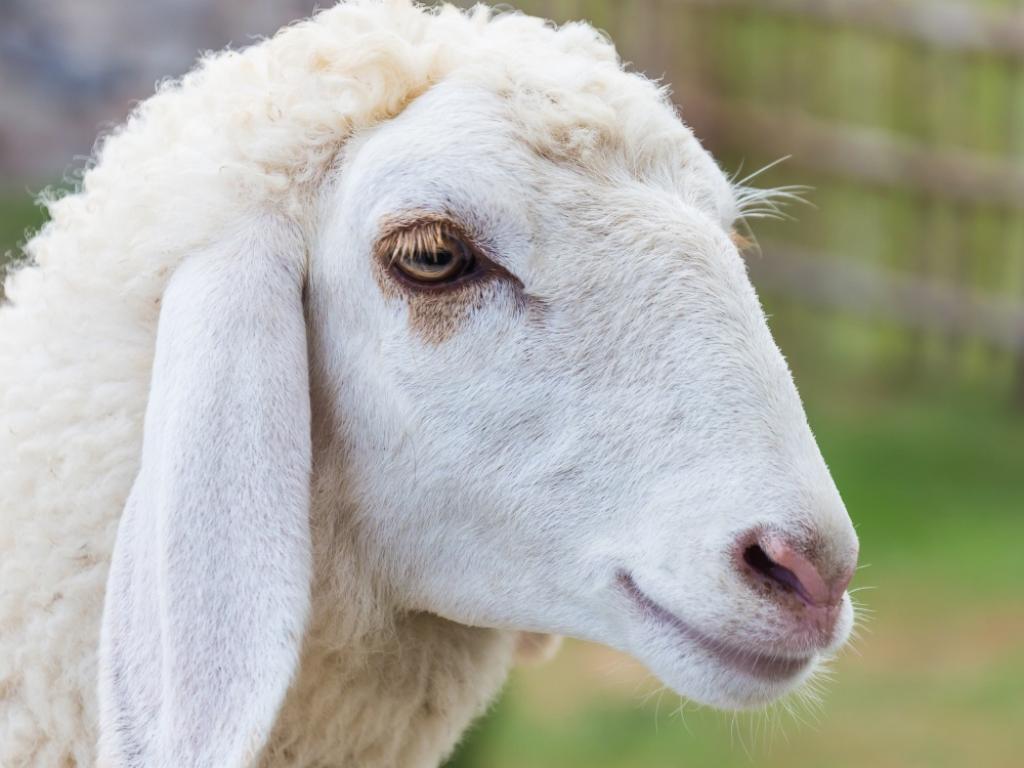 Животът на най самотната овца във Великобритания е бил застрашен Група