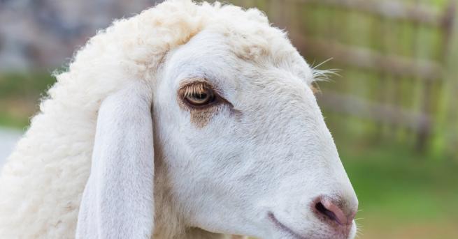 Учени от университета в Кембридж доказаха че овцете разпознават човешки