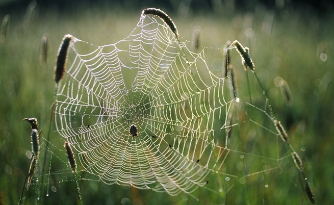 Паяци изплетоха 30-метрово покривало в Нова Зеландия