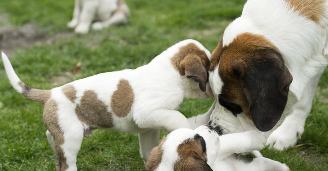 Затлъстяването е сериозен проблем не само при хората Група британски