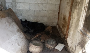 Разбиха нелегален кучкарник край Варна