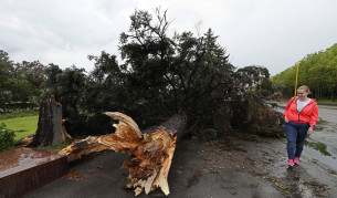 Вятърът е изкоренил огромен брой дървета в руската столица