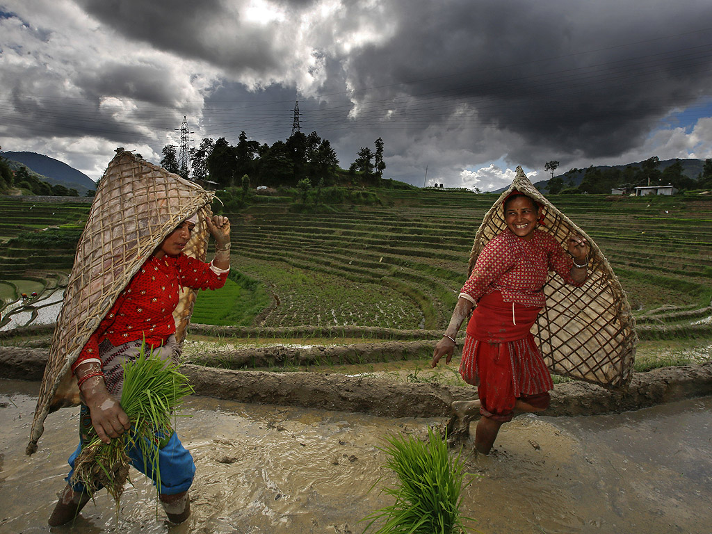 Земеделски производители на ориз от село Tinpiple, близо до столицата Катманду, по време на Националния ден на ориза. Непал празнува националния ден с различни прояви като приготвяне на оризови ястия с мътна вода - символ за проспериращ сезон. Селскостопанският сектор допринася с около 29% за брутния вътрешен продукт на Непал.