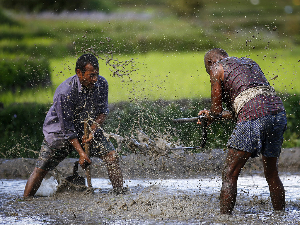 Земеделски производители на ориз от село Tinpiple, близо до столицата Катманду, по време на Националния ден на ориза. Непал празнува националния ден с различни прояви като приготвяне на оризови ястия с мътна вода - символ за проспериращ сезон. Селскостопанският сектор допринася с около 29% за брутния вътрешен продукт на Непал.