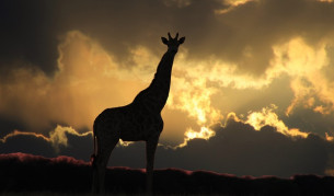 По-уязвими ли са жирафите към удари от мълния