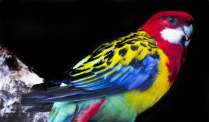 Първите птици са се появили преди 120 млн. години