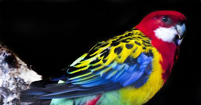 Новооткрити вкаменелости промениха досегашната времева линия за първия полет на