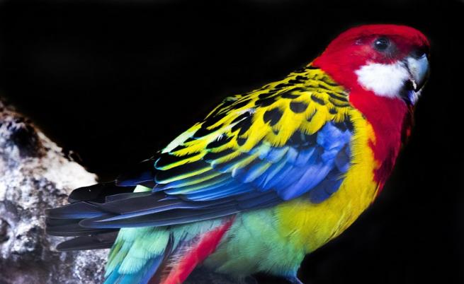 Първите птици са се появили преди 120 млн. години