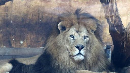  Жена влезе в клетка на лъв, с цел да му потанцува 