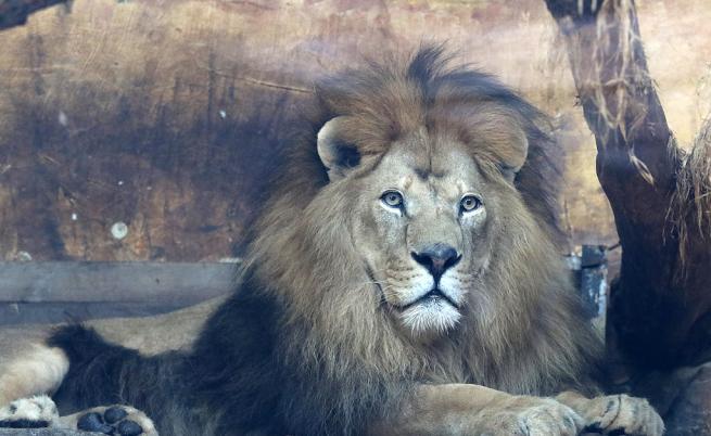  Жена влезе в клетка на лъв, с цел да му потанцува 