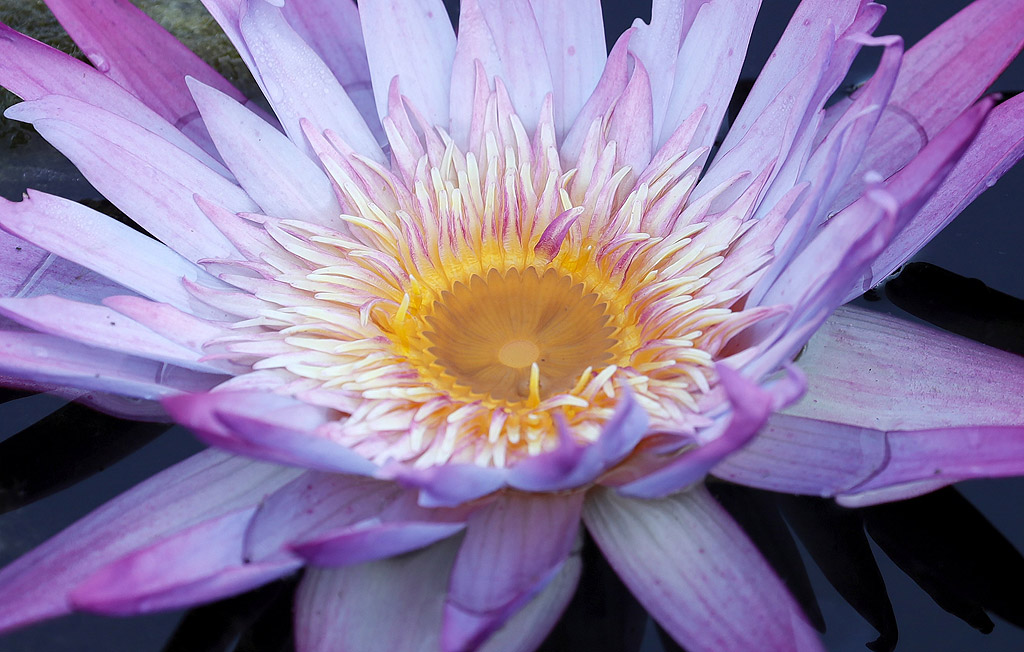 Лилията: приказка от водата - Фото галерии | Vesti.bg