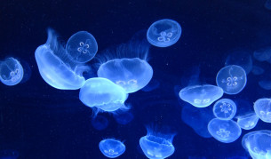 Учен съветва: Да започнем да ядем медузи