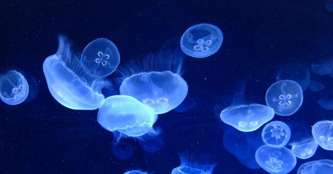 Броят на медузите в Средиземно море се е увеличил толкова