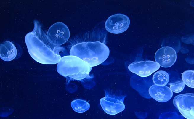 Учен съветва: Да започнем да ядем медузи