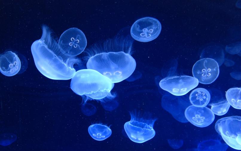 медуза медузи