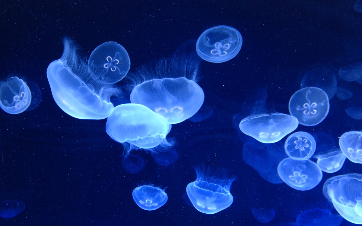 <p><strong>Вечен живот</strong></p>

<p>За медузите от вида Turritopsis nutricula безсмъртието е начин на живот. Тази медуза с размери 4,5 мм никога не умира. Вместо това тя свива тялото си, прибира пипалата си и потъва на дъното на океана. Там тя започва жизнения си цикъл отначало.</p>