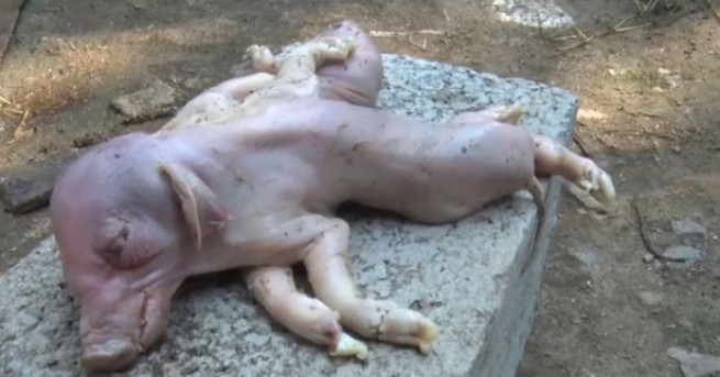В Китай се роди прасе с две тела и 8