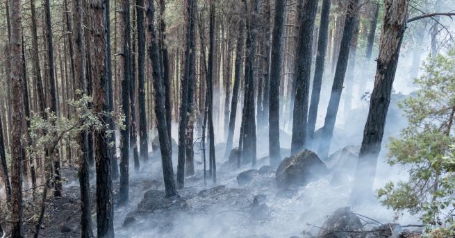 Близо 16 000 дка изгорели гора, треви и храсти, между