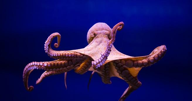 Учени са открили малък град на октоподи Учени разкриха тайната