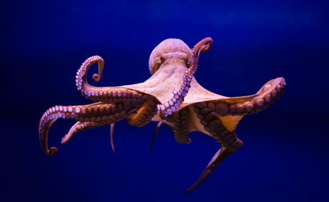 Откриха подводен град на октоподи в Австралия